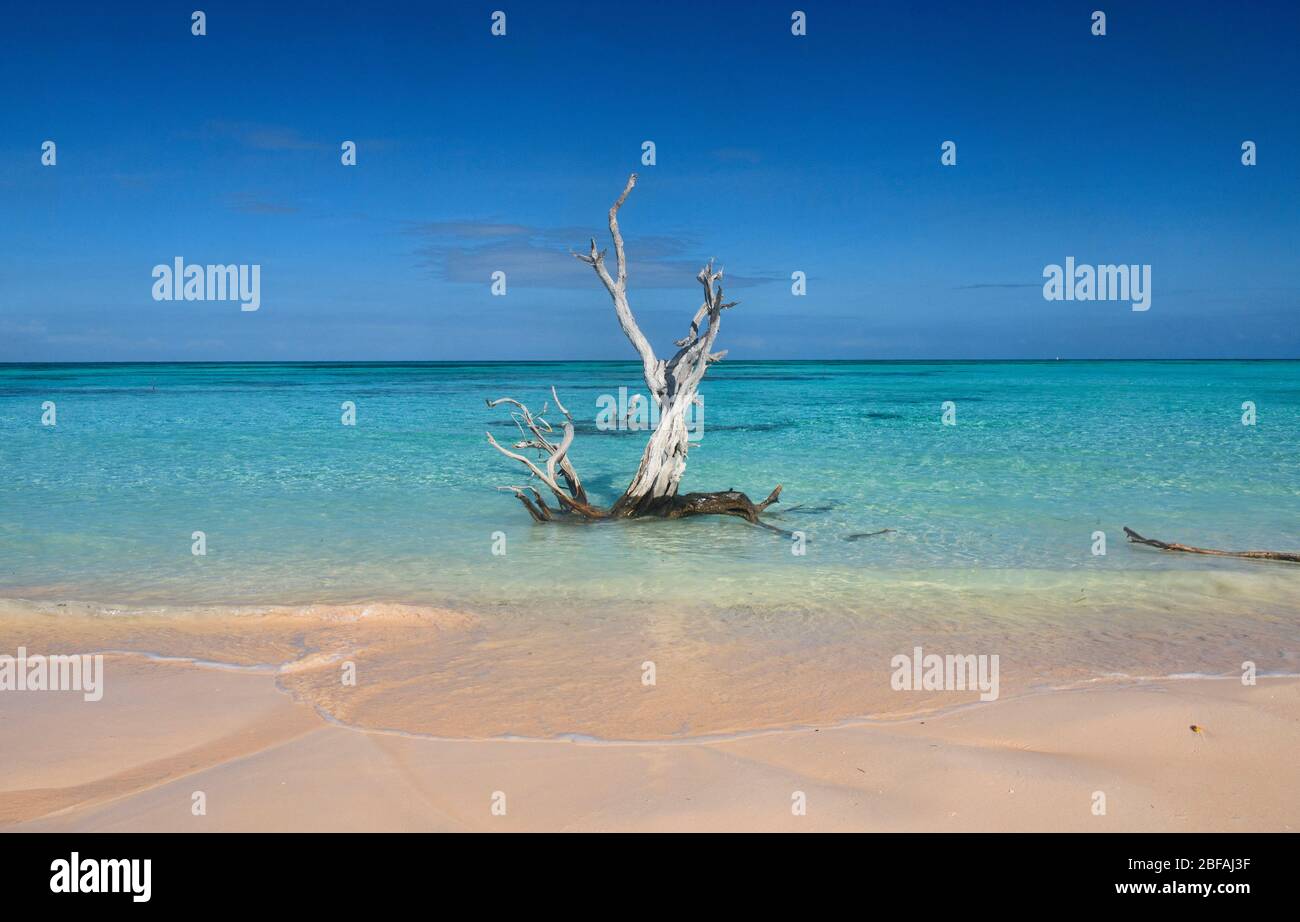 Driftwood e solitudine, bella spiaggia di Cayo Jutías dei Caraibi, Piñar del Río, Cuba Foto Stock