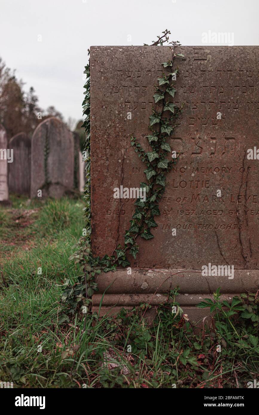 Arrampicate le viti su una tomba ebraica sul Southampton Old Cemetery a Southampton Common, Inghilterra, Regno Unito Foto Stock