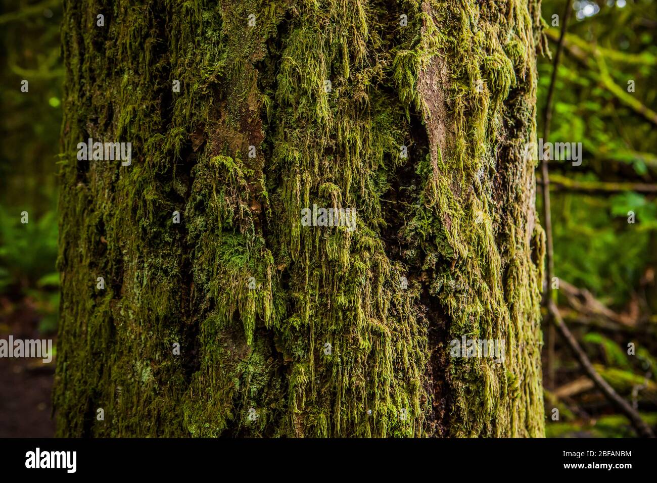 Una vista in primo piano di un tronco di albero coperto di muschio in Tiger Mountain, Washington Foto Stock