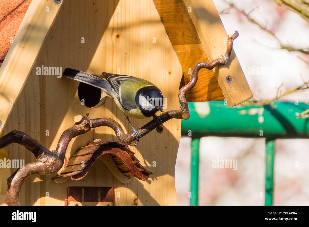 Kohlmeise beim Nestbau im Nistkasten Foto Stock