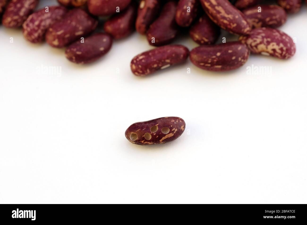 Fagioli crudi rossi con buchi di insetto su uno sfondo bianco. I coleotteri Bruchus infettano i grani di fagiolo lasciando i fori. Primo piano del fagiolo rosso. Foto Stock