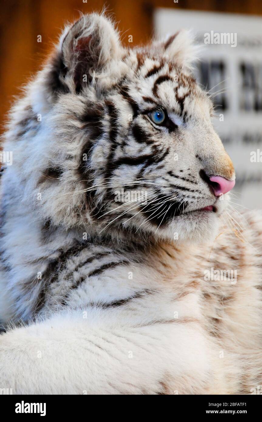 Naso di tigre immagini e fotografie stock ad alta risoluzione - Alamy