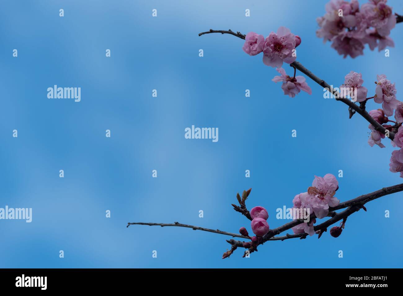 Paesaggio di fiori rosa fiorisce contro il cielo blu Foto Stock