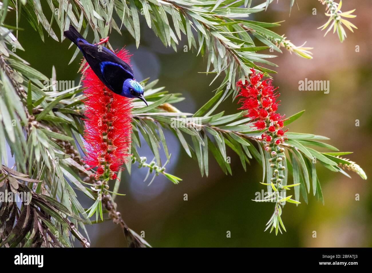 Superriduttore a zampe rosse (Cyanerpes cyaneus), maschio, che alimenta i fiori rossi di botteglebrush in un albero di Callistemon cremisi, Cuba Foto Stock