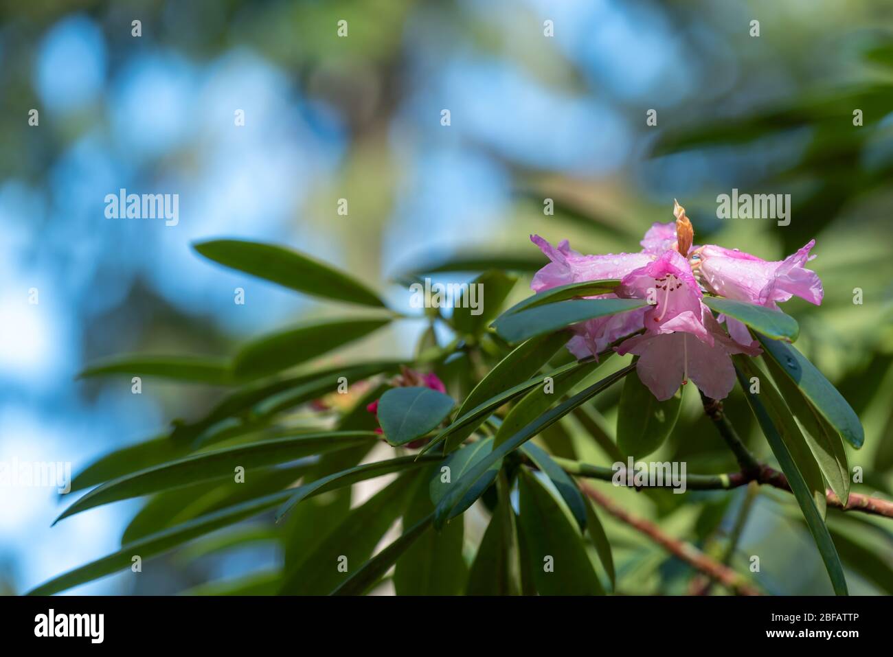 Paesaggio a basso angolo di rodendro rosa fiore e foglie verdi Foto Stock