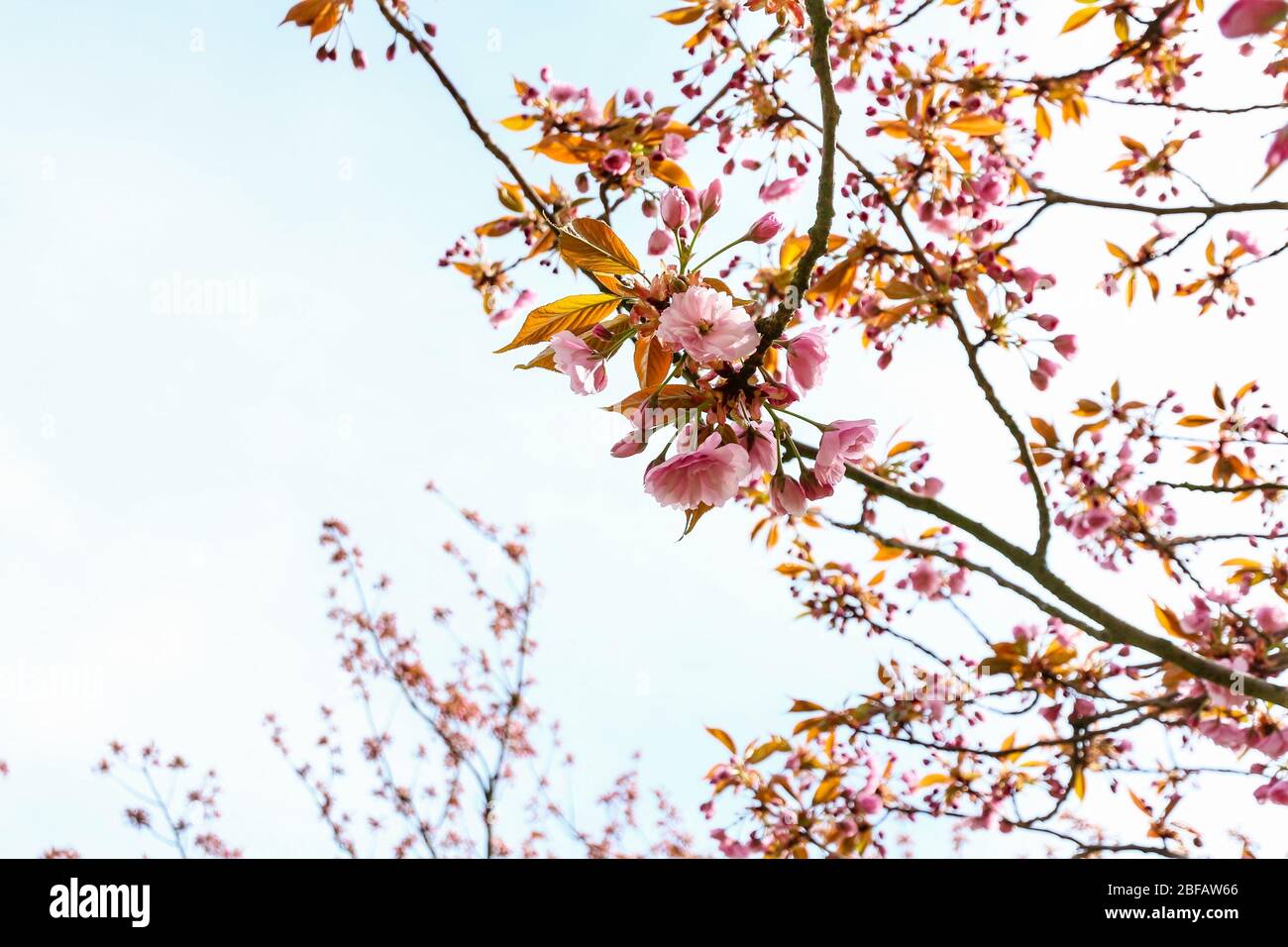 Rami delicati contro il cielo blu durante la fioritura dei ciliegi (Sakura, Hanami) su un albero di ciliegio giapponese (Prunus serrulata). Foto Stock