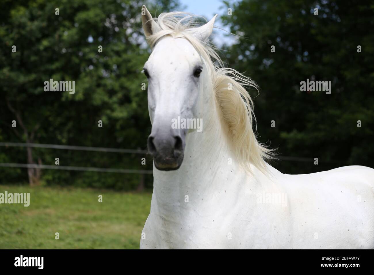 Cavallo andaluso grigio-rosso purissimo con lunghe mane che galleggianti attraverso il pascolo verde Foto Stock