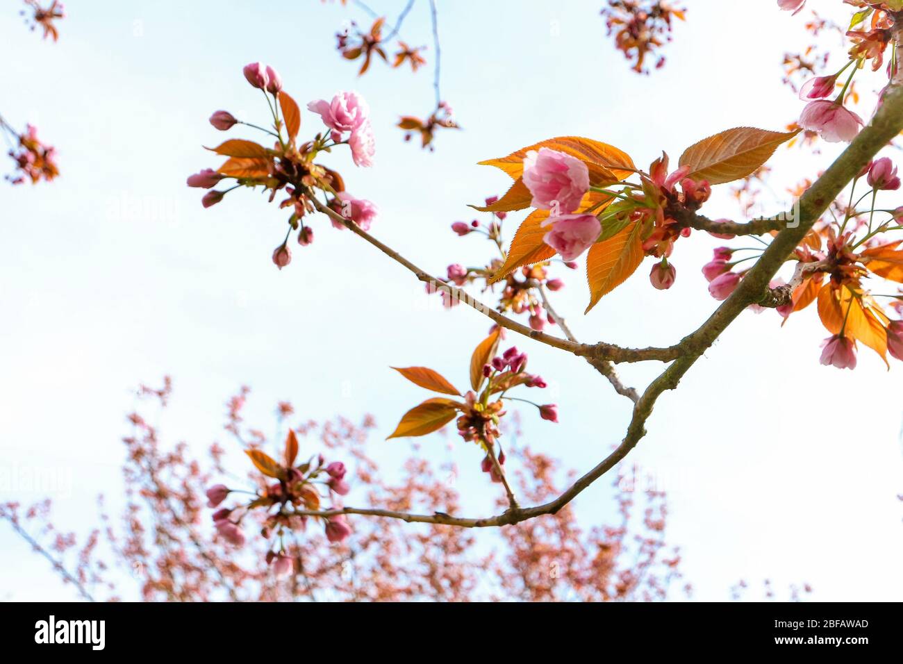 Rami delicati contro il cielo blu durante la fioritura dei ciliegi (Sakura, Hanami) su un albero di ciliegio giapponese (Prunus serrulata). Foto Stock
