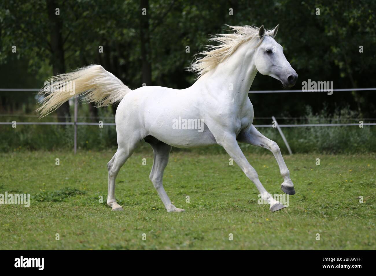 Cavallo andaluso grigio-rosso purissimo con lunghe mane che galleggianti attraverso il pascolo verde Foto Stock