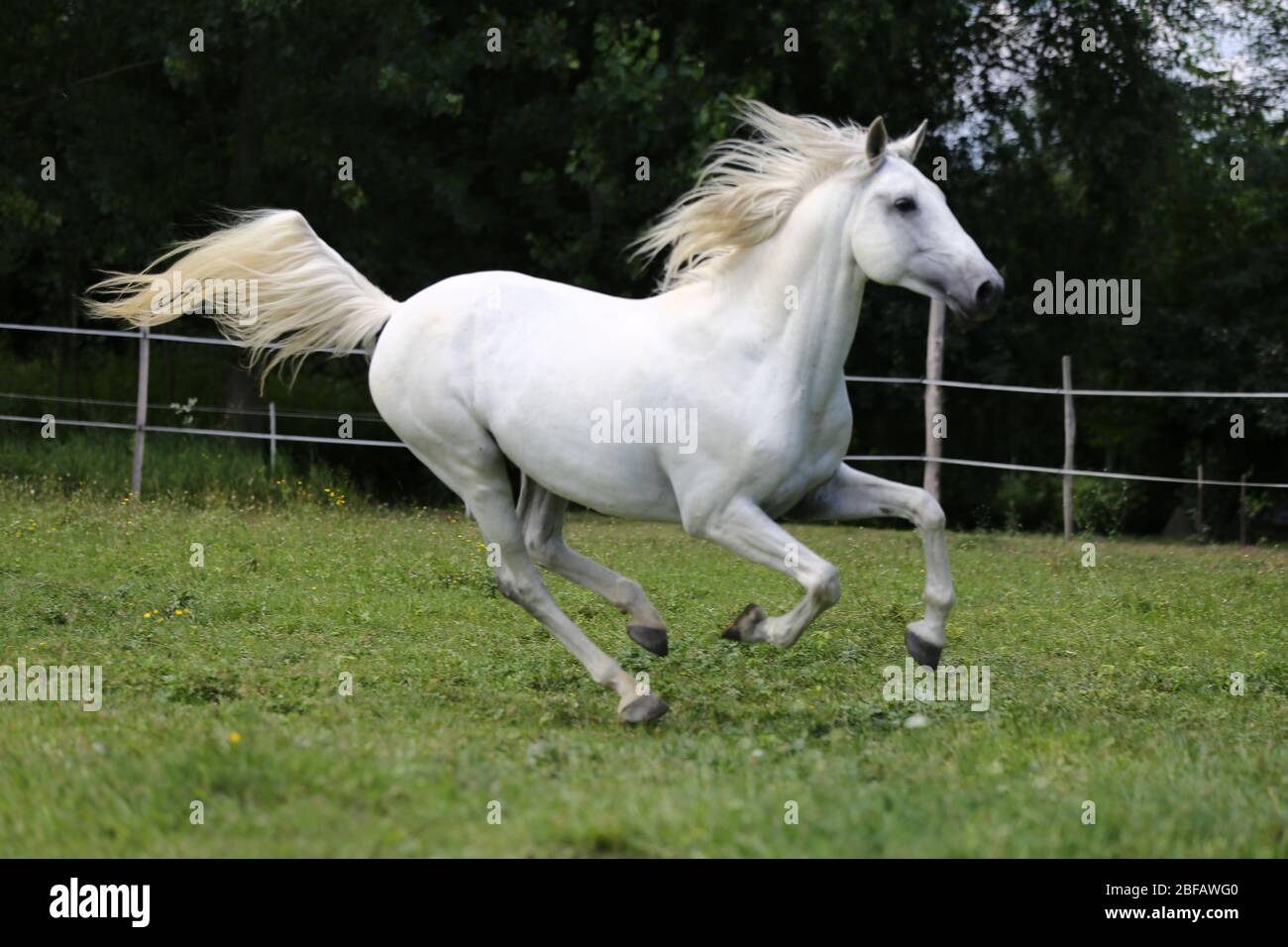 Cavallo andaluso grigio-rosso purissimo con lunghe mane che galleggianti attraverso il pascolo verde Foto Stock