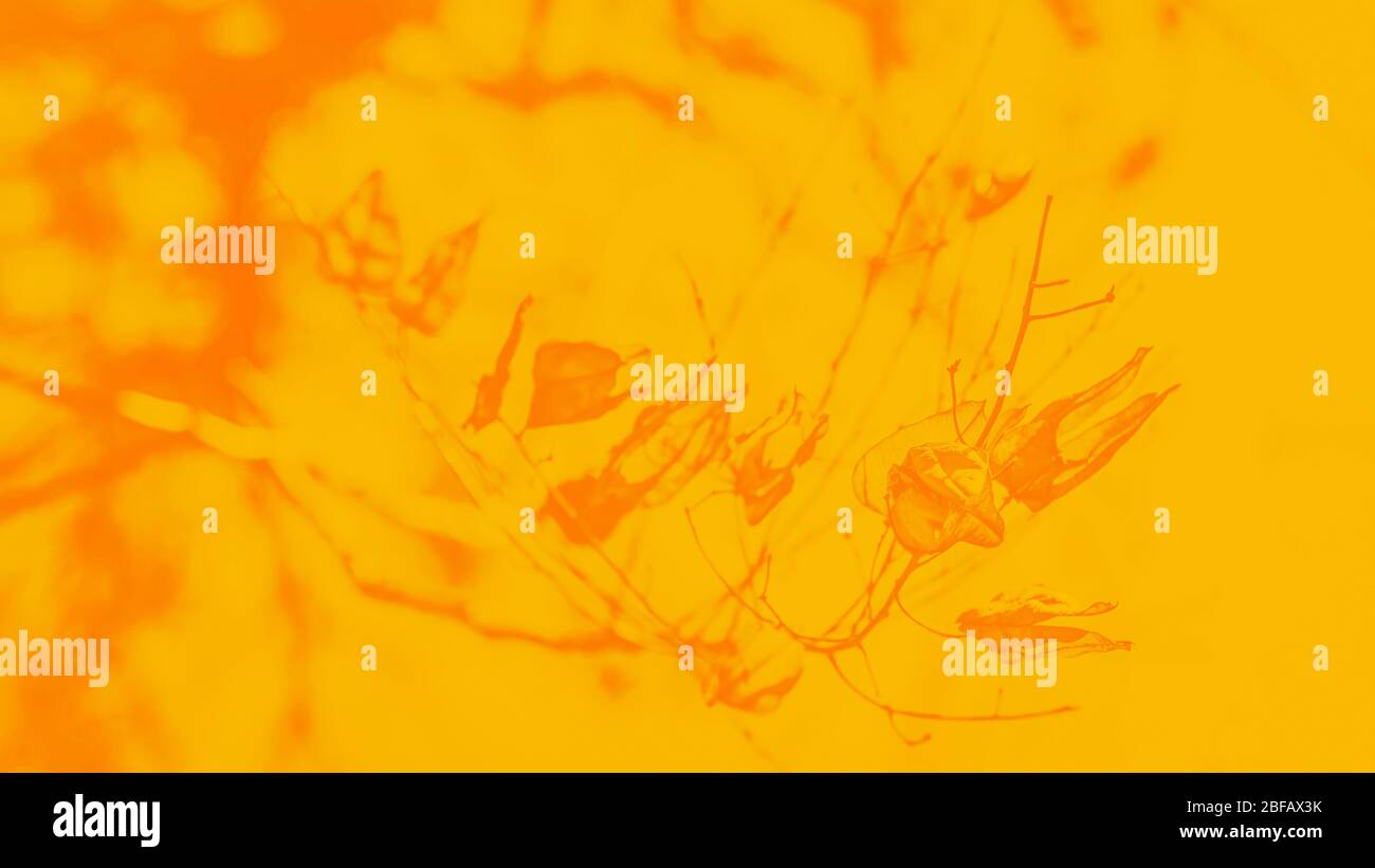 Foglie di autunno secco di colore arancio sul ramo, senape gialla tonificata. formato panoramico 16:9 Foto Stock