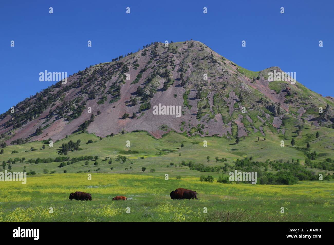 Famiglia di bisonti al Bear Butte Mountain state Park Sturgis Foto Stock