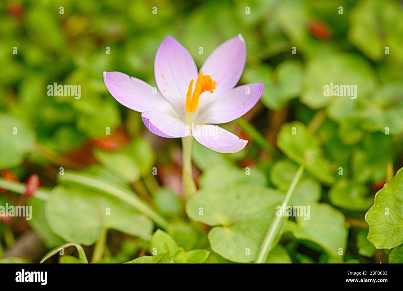 singolo croco fiore sul verde Foto Stock