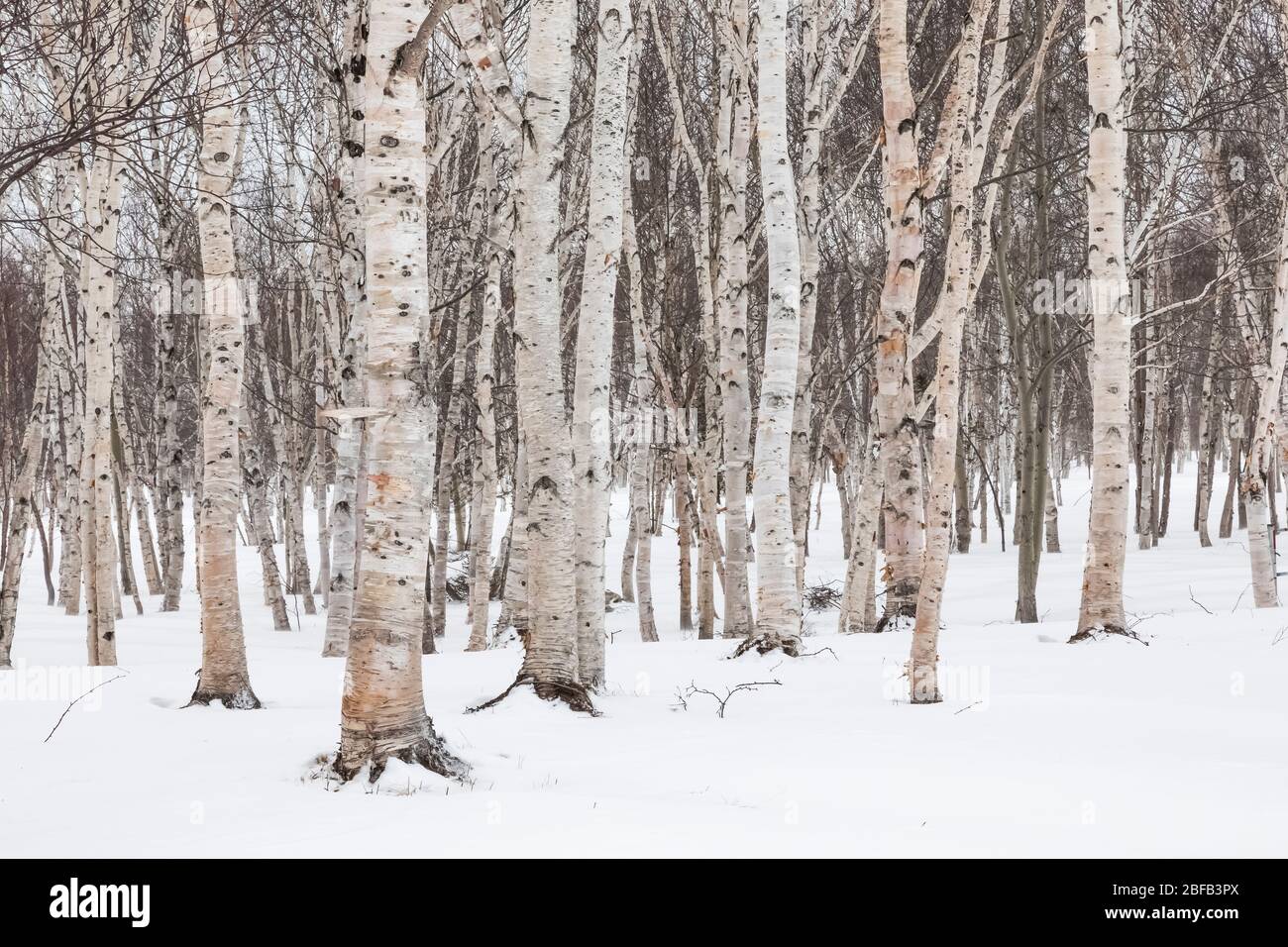 Carta Birch, Betula papyrera, alberi nella foresta di dimostrazione di Thomas Howe in Gander, Terranova, Canada Foto Stock