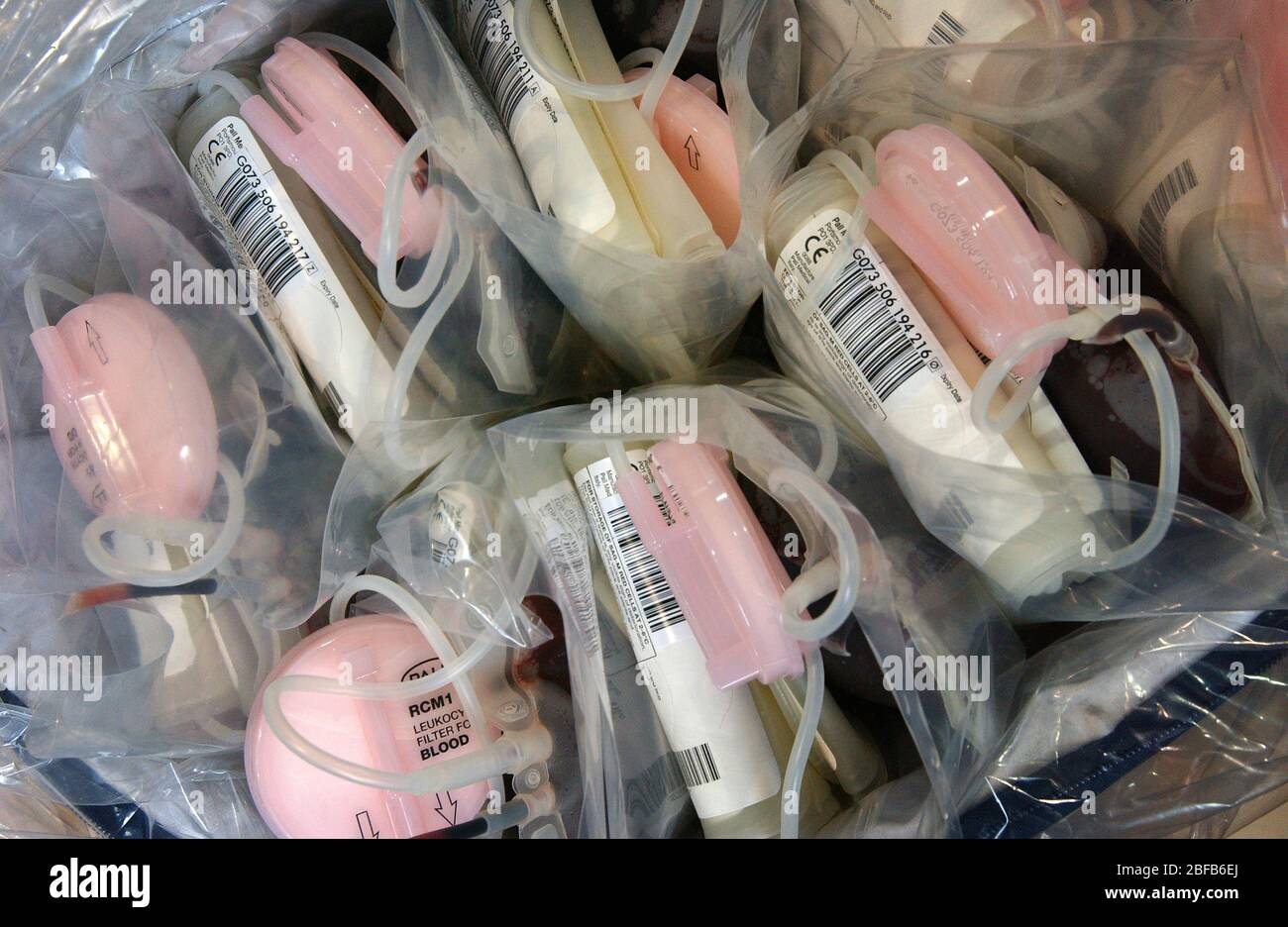 Sangue donato di fresco in sacchetti di conservazione pronti per essere trasportati in una banca centrale del sangue. Foto Stock