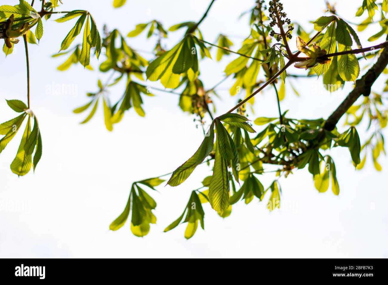 Castagno (Aesculus ippocastanum). Fresco e luminoso verde vibrante foglie da rami di albero contro la luce del sole Foto Stock