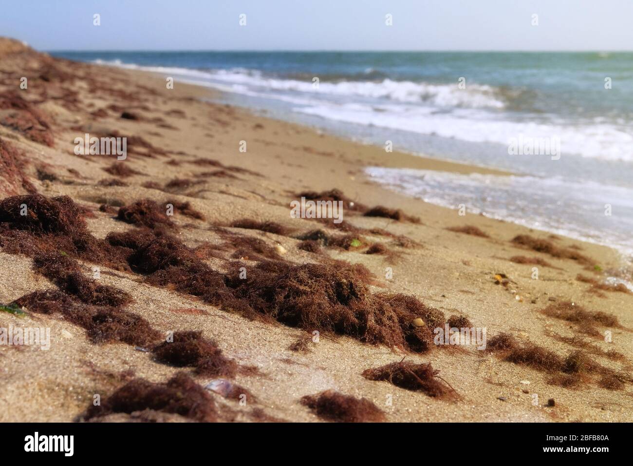Alghe marroni sulla spiaggia sabbiosa vicino al mare. Vacanza sul mare in estate. Foto Stock