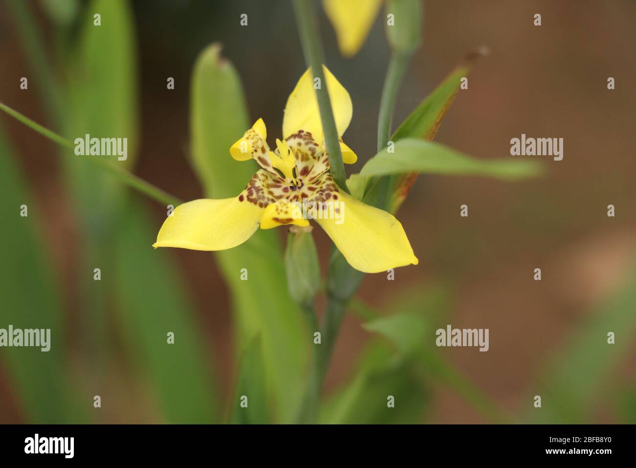 Fiore giallo con sfondo verde morbido in giardino, sembra bello e la mente soffia Foto Stock