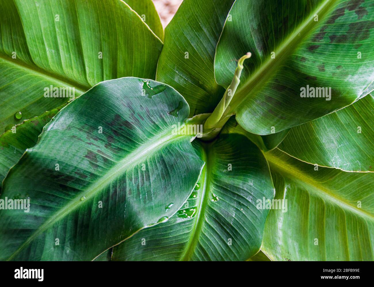 Primo piano su foglie di una pianta di banane di Cavendish nana (nana di musa) che formano una rosetta attraente. Bellissimo esotico dettaglio di piante domestiche. Foto Stock