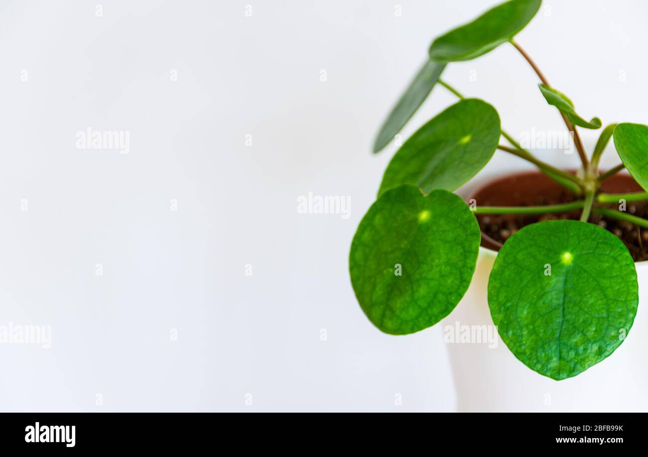 Primo piano sulla bella pianta monetaria cinese (pilea peperomioides) su sfondo bianco. Attraente e moderno dettaglio di piante casalinghe sullo sfondo bianco. Foto Stock