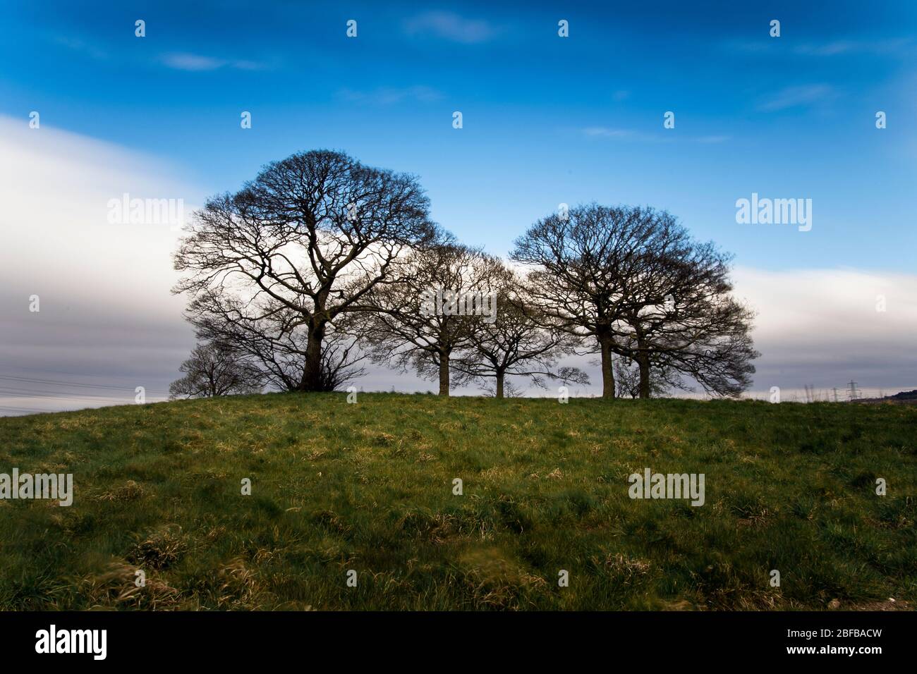 Una linea di alberi su una collina Foto Stock
