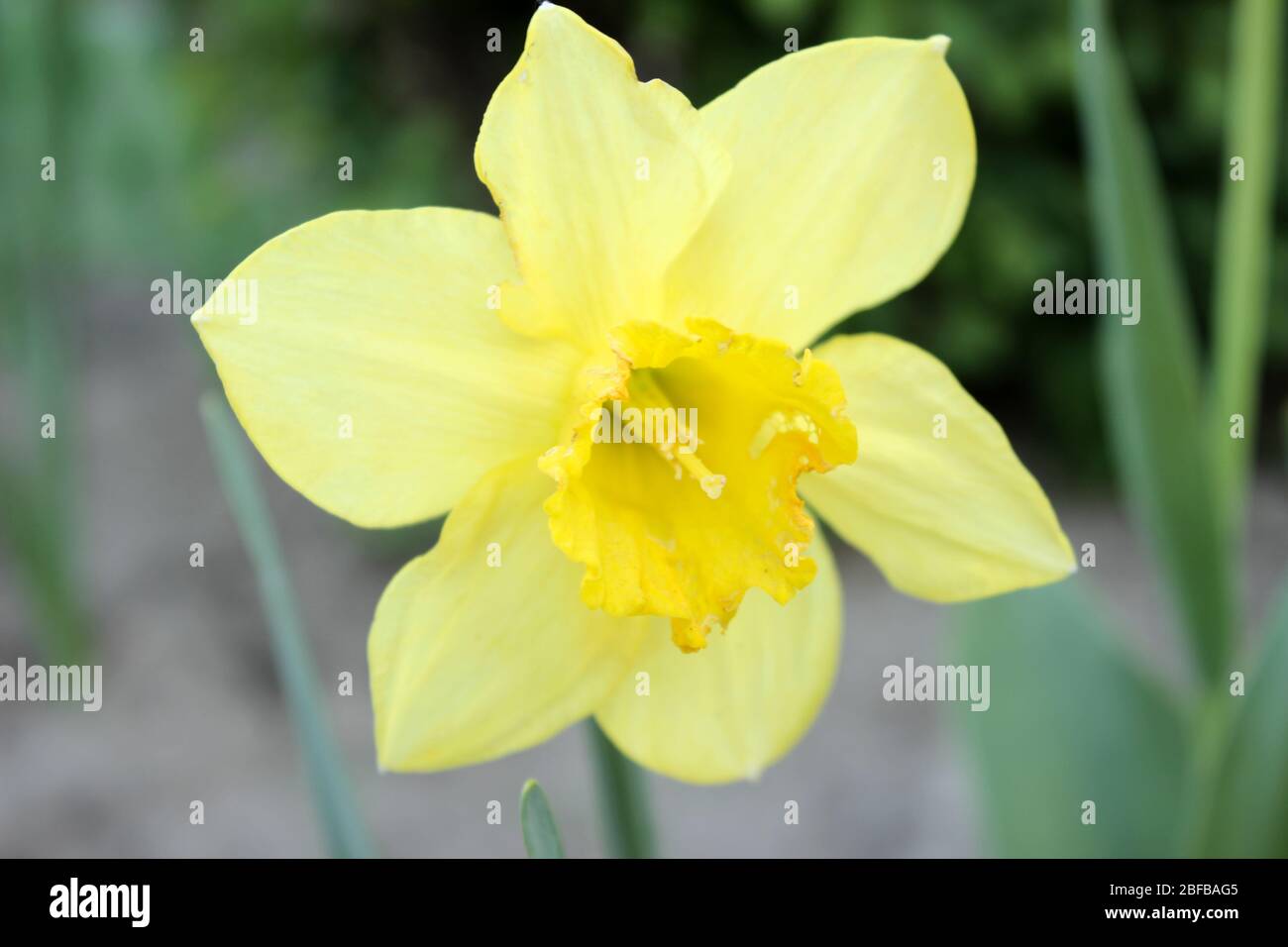 Narcissus close up, giallo daffodil fiore nazionale del Galles Foto d'archivio Foto Stock