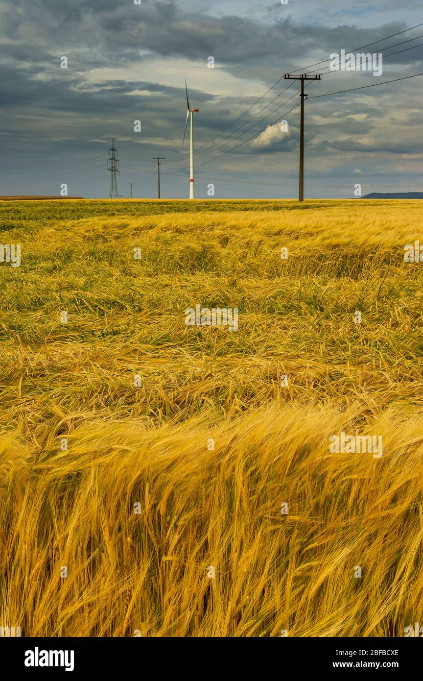 Cielo di nuvola spettacolare sopra il campo di mais con nuvole di pioggia scure, linee elettriche e turbine eoliche Foto Stock