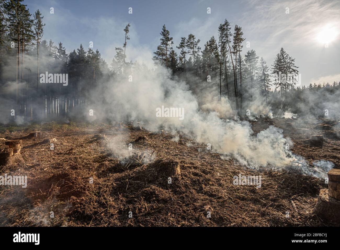 Grande campo con fumo dopo il fuoco selvaggio. Tutti gli alberi e l'erba sono bruciati dopo il fuoco della foresta o le opere forestali. Foto Stock