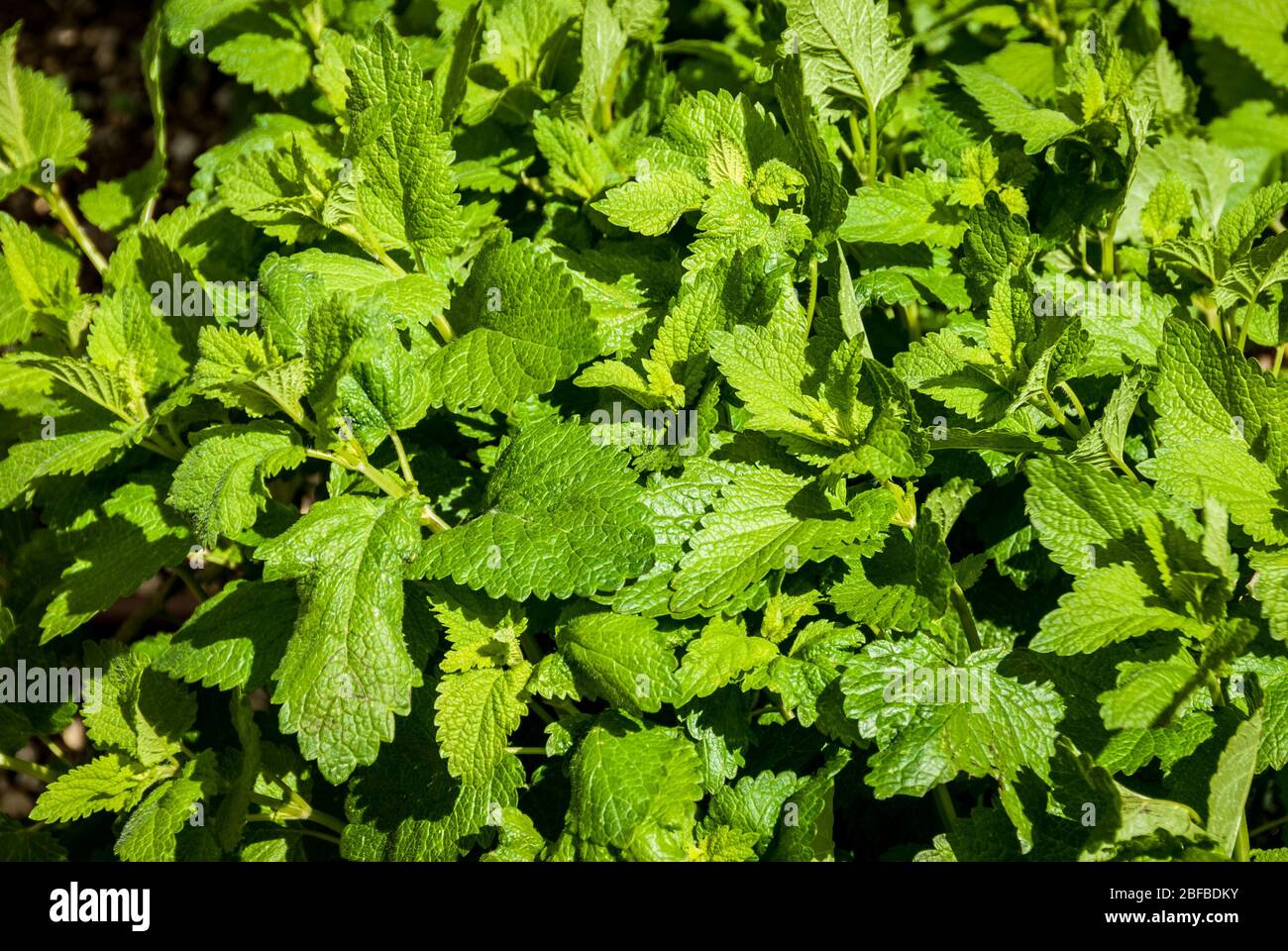 Balsamo di limone (Melissa officinalis) in un giardino Foto Stock