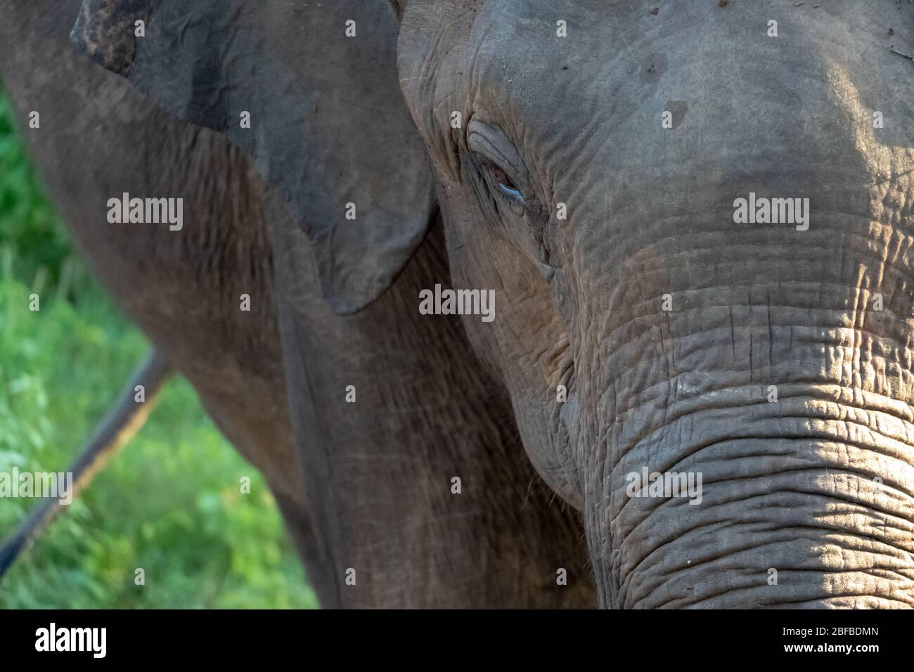 Guarda da vicino l'occhio dell'elefante, vista frontale di un grande elefante nel suo ambiente naturale, il Parco Nazionale di Udawalawe, Sri Lanka Foto Stock
