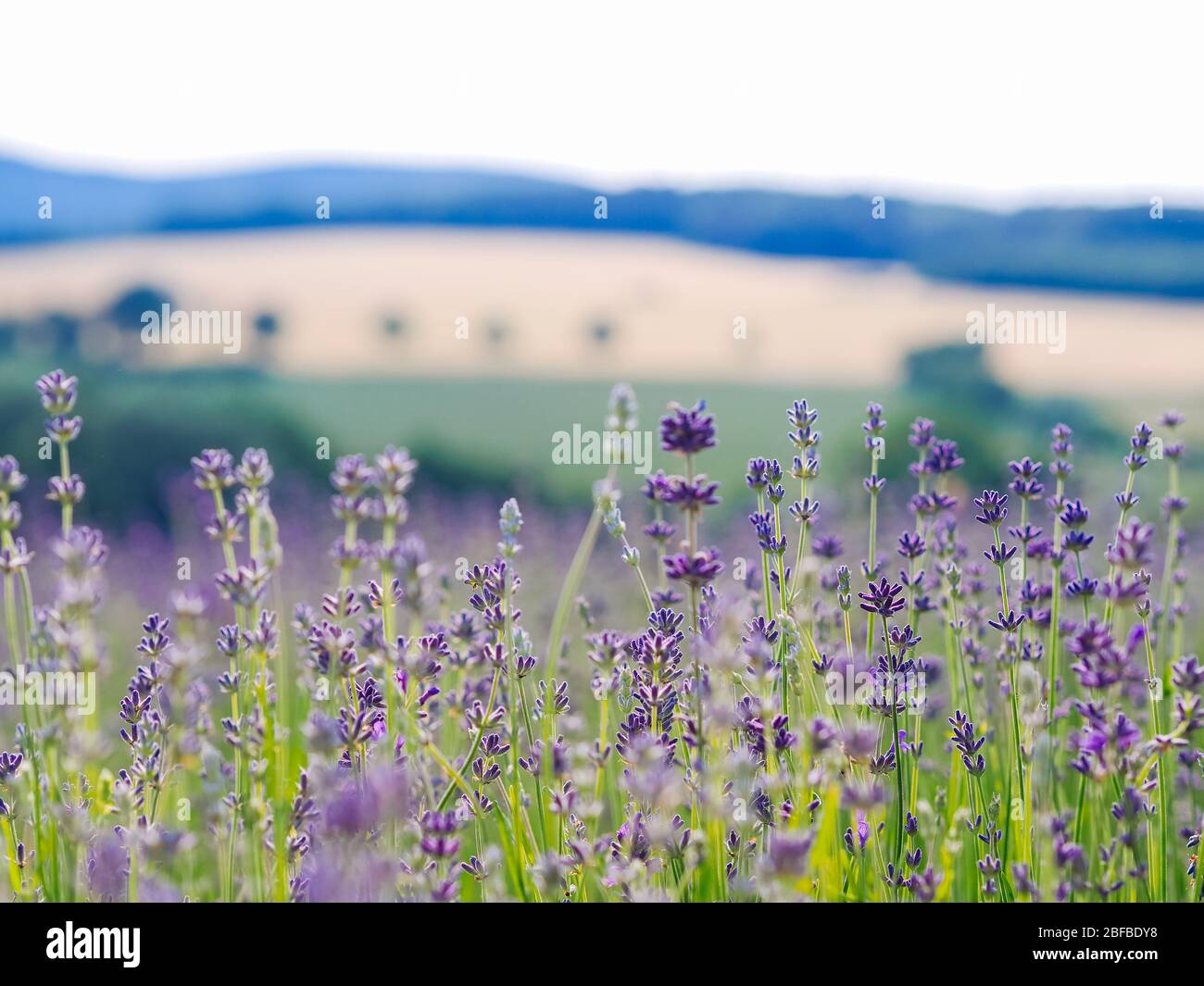 Campo di lavanda viola che fiorisce alla luce del sole d'estate. Mare di Lilac paesaggio dei fiori in Provenza, Francia. Mazzo di fiori profumati della Provenza francese Foto Stock