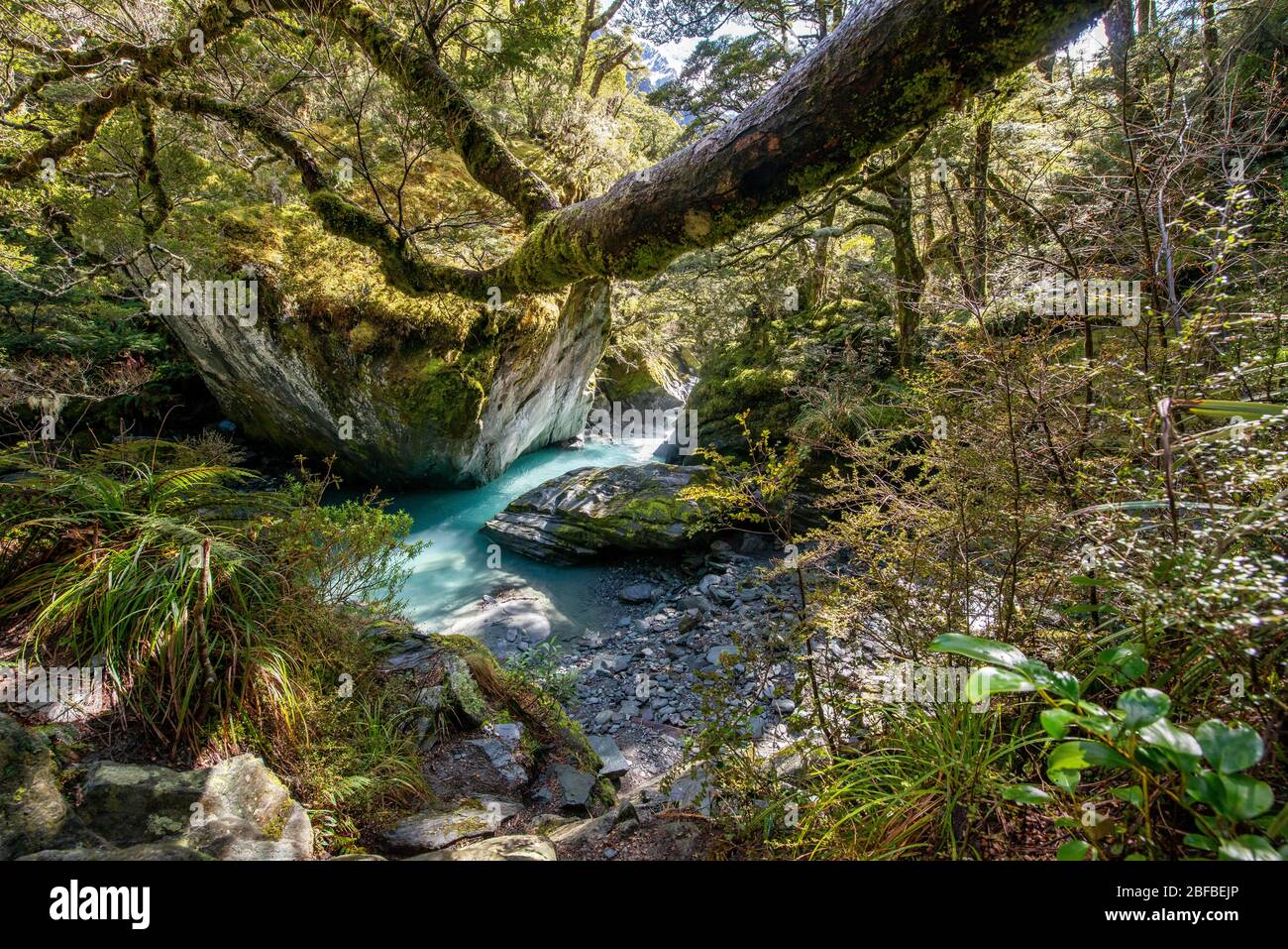 Rob Roy Stream, acqua turchese che scorre tra le rocce attraverso la foresta naturale, il Parco Nazionale del Monte aspirante, Otago, Isola del Sud, Nuova Zelanda Foto Stock