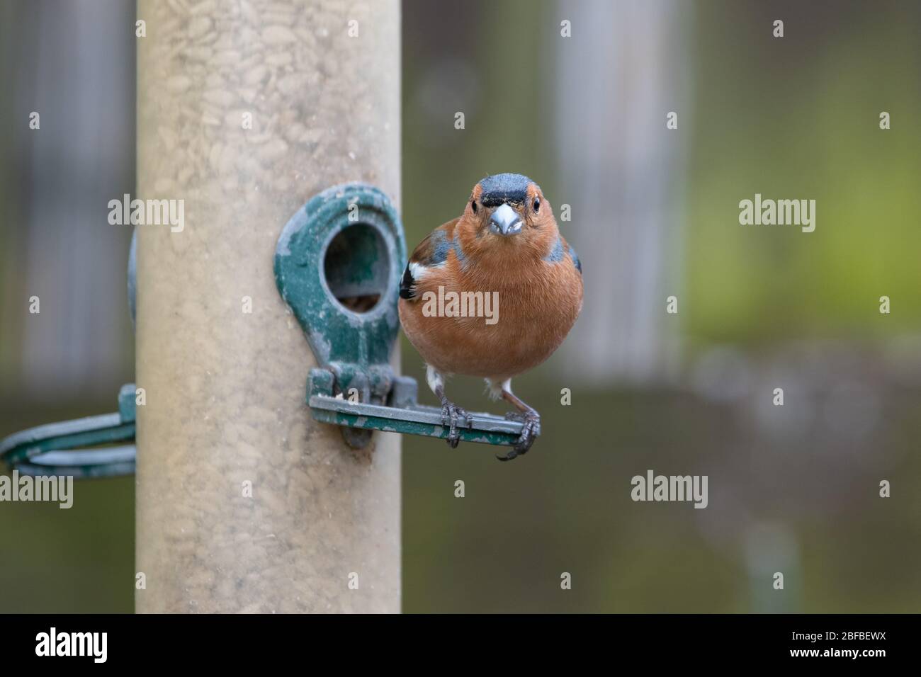 Chaffinch maschio (Coelebs Fringilla) su un alimentatore Foto Stock