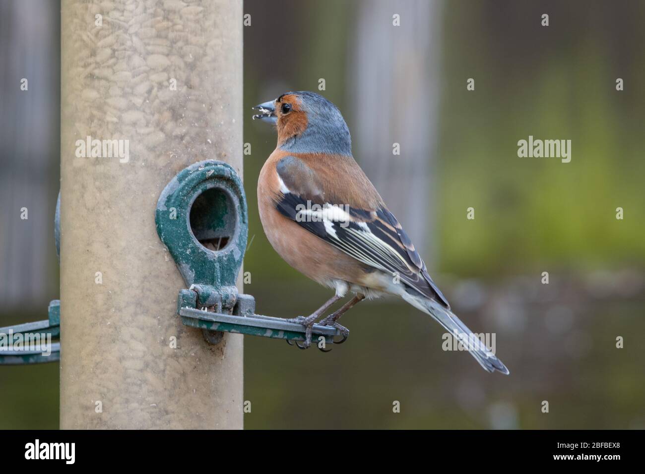 Chaffinch maschio (Coelebs Fringilla) su un alimentatore Foto Stock