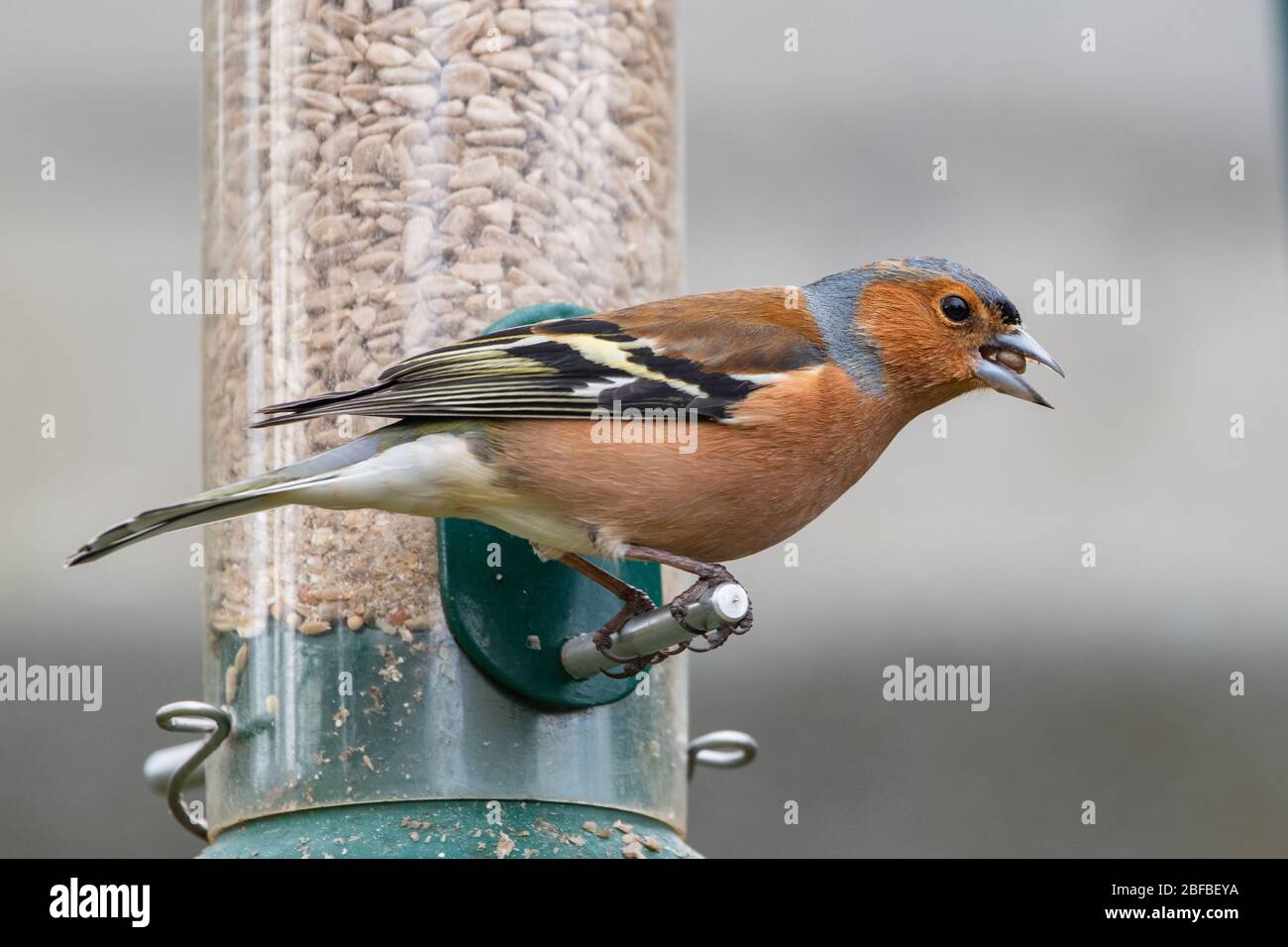 Chaffinch maschio (Coelebs Fringilla) su un alimentatore Foto Stock