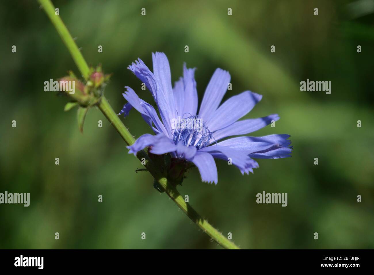 fiore singolo di cicoria blu. In un giardino naturale. Foto Stock