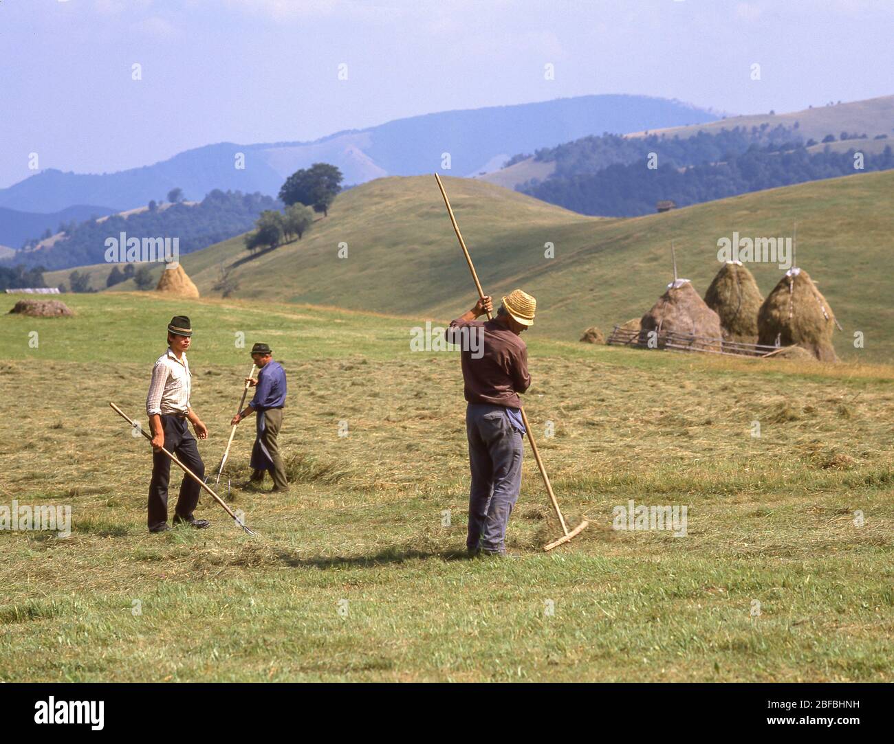 Contadini che si stira fieno in campo, Contea di Hargita, Regione Centru (Transilvania), Romania Foto Stock