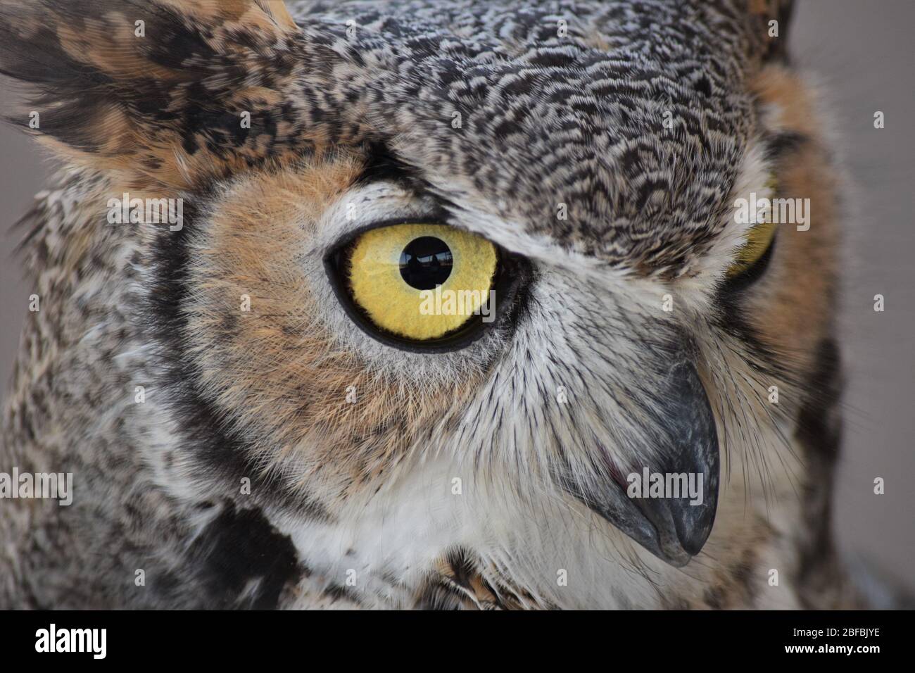 Un gufo cornato incredibilmente bello dà una posizione minacciosa e contempla la sua prossima mossa Foto Stock