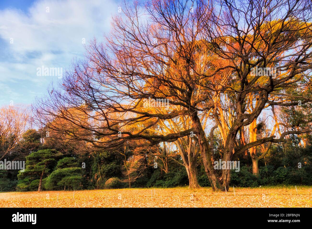 Il grande albero giallo nel parco pubblico della città di Tokyo, Giappone. Foto Stock