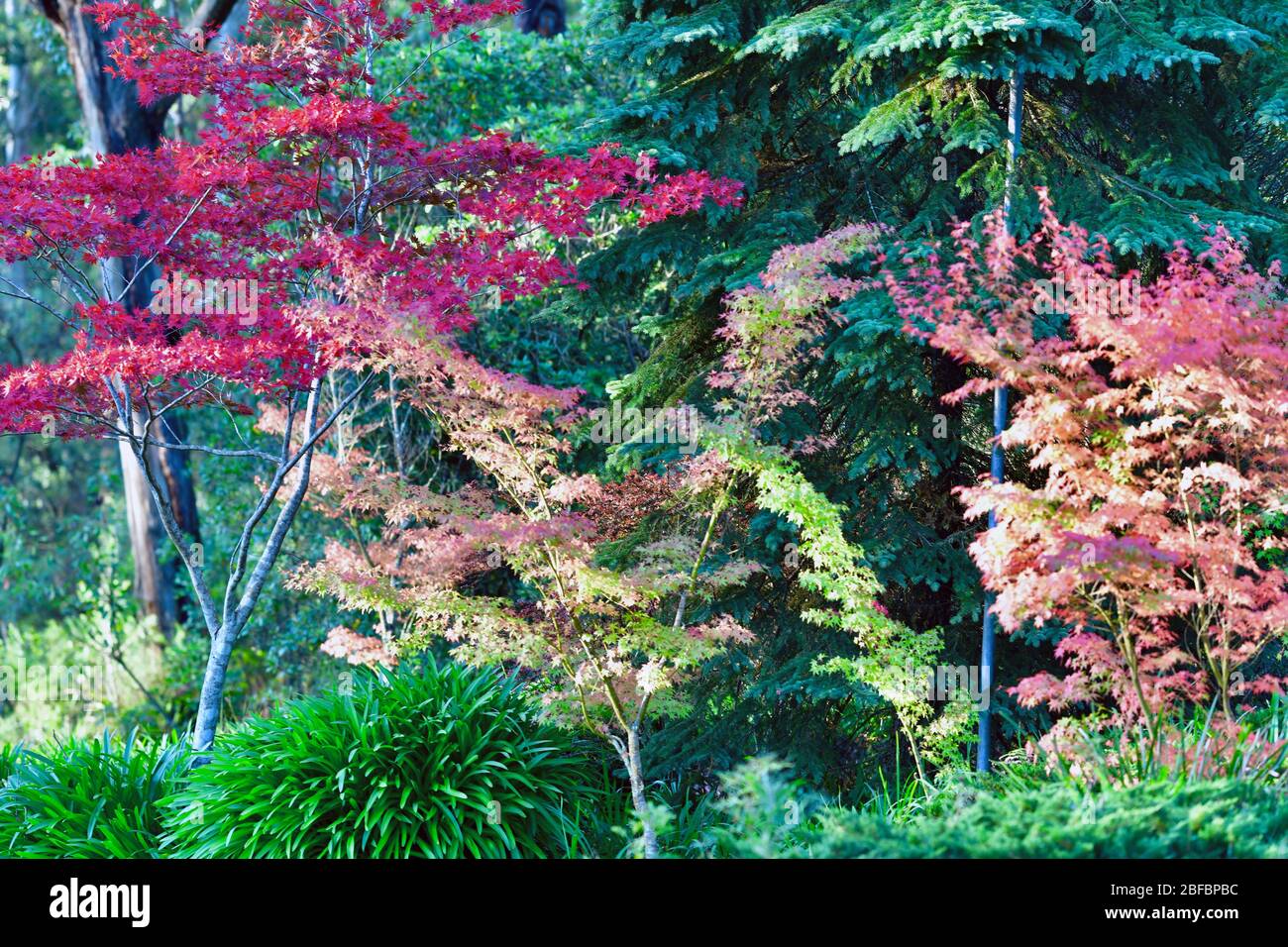 Una vista di colore autunnale al Monte Wilson nelle Blue Mountains, Australia Foto Stock