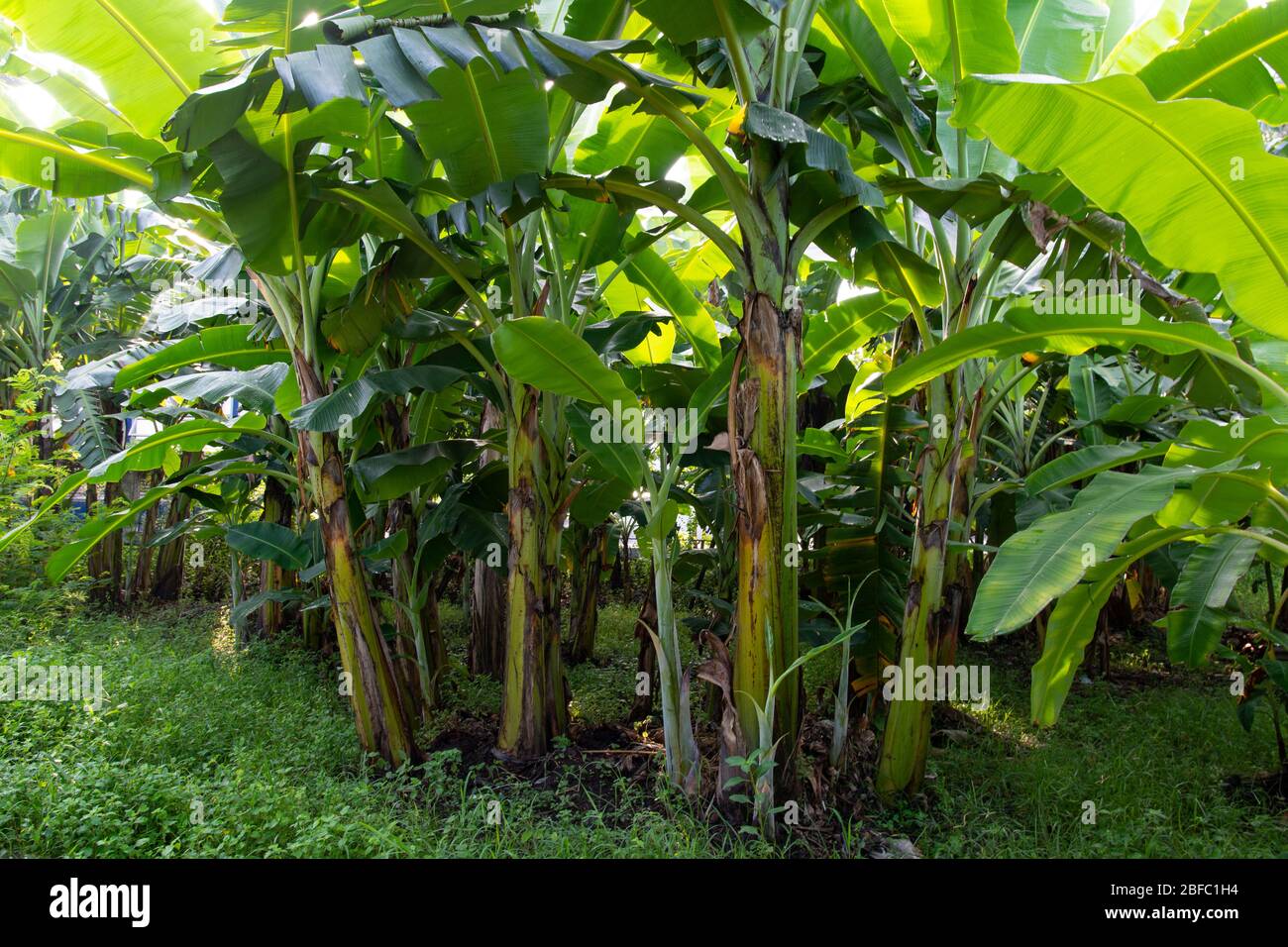 Foglie verdi, piantagione di banane in natura con luce del giorno. Foto Stock