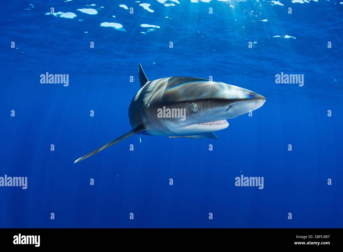 Squalo oceanico con punta bianca, Carcharhinus longimanus, Costa di Kona settentrionale dell'Isola delle Hawaii (la Grande Isola), Isole Hawaii, USA (Pacifico Centrale) Foto Stock