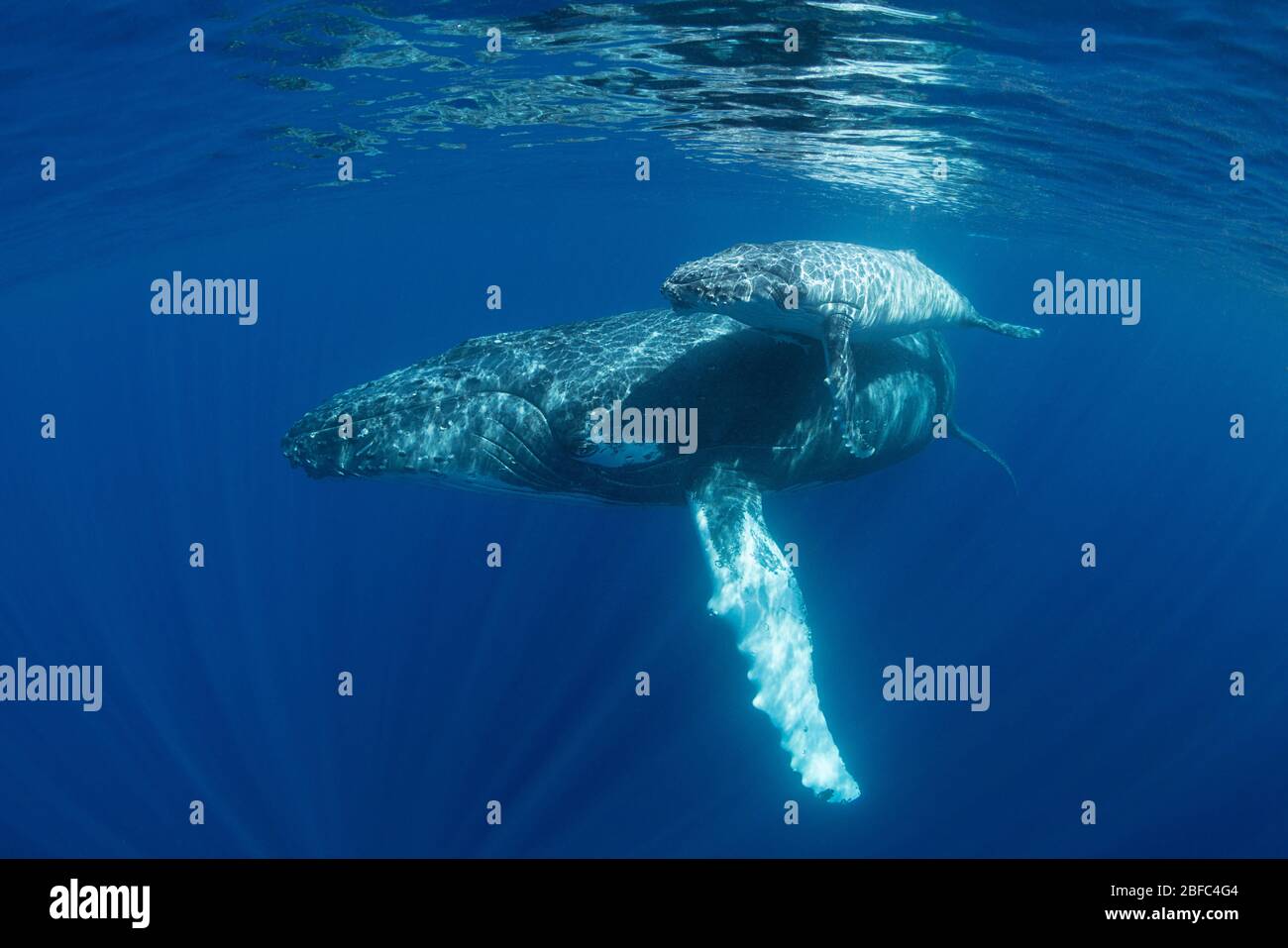 Madre di balena con piccolo vitello pallido, Megaptera novaeangliae, vicino all'isola di Nomuka, il gruppo ha'apai, il regno di Tonga, Pacifico del Sud Foto Stock