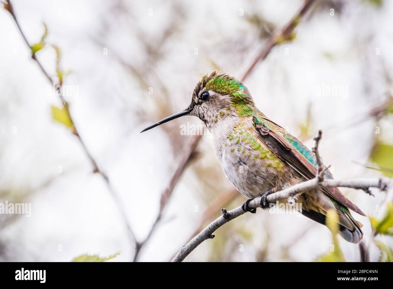 Anna Hummingbird arroccato su un ramo; sfondo sfocato, San Francisco Bay area, California Foto Stock