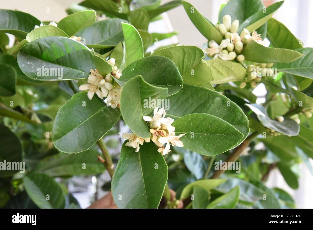 16 aprile 2020, Sassonia-Anhalt, Oranienbaum: Nell'orangeria di Schloss Oranienbaum nel regno dei giardini di Dessau-Wörlitz, il maestro dei giardini Birgit Lubenow prepara una fioritura di limone Citrus mechica 'China', che appartiene a oltre 300 piante di arancio, mandarini e limone, palme, fichi, alloro e altri alberi rari, per i mesi estivi nel giardino del palazzo. Nel tardo autunno, le piante in vaso sensibili al freddo vengono portate nella casa di inverno appositamente costruita e possono sopravvivere l'inverno nell'edificio inondato di luce. L'orangeria è una delle più grandi del suo genere in Europa, con una lunghezza di 176 metri, Foto Stock