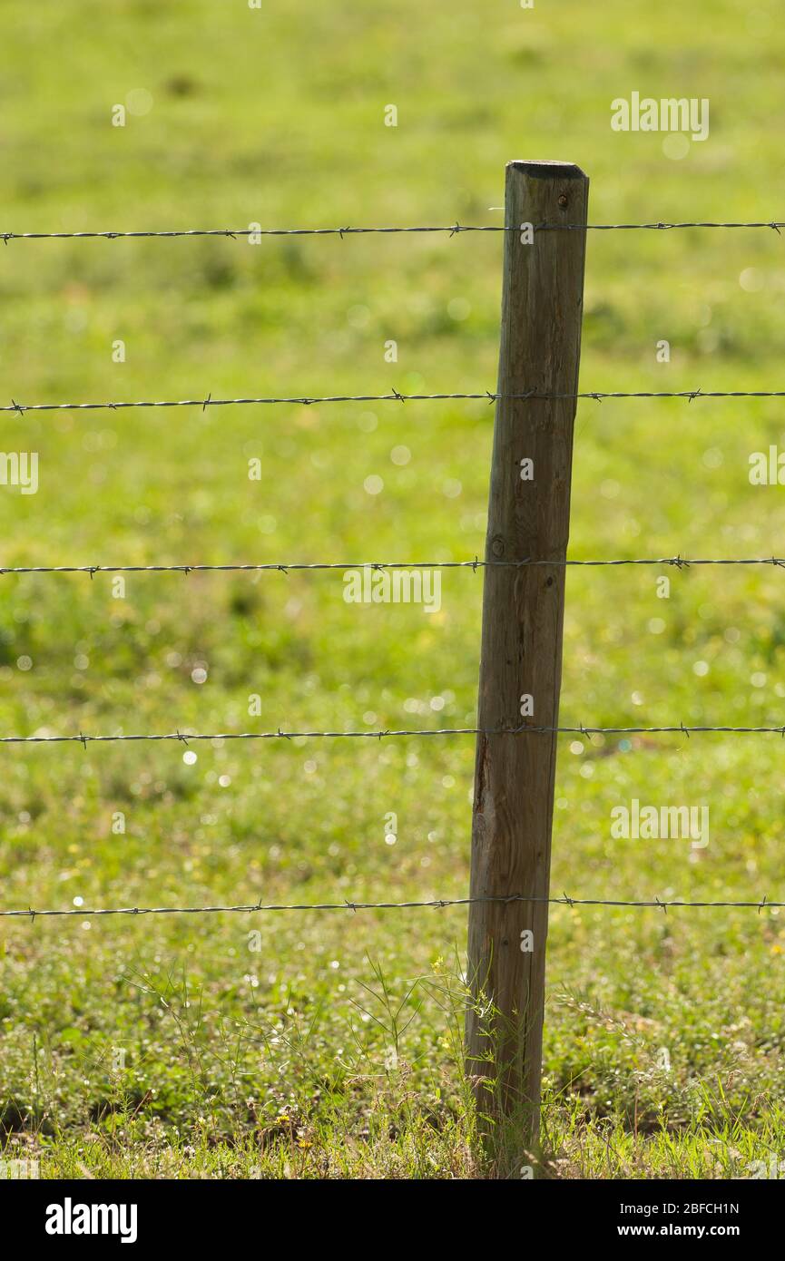 primo piano della recinzione animale con filo spinato intrecciato e del  palo con cinque trefoli di filo intrecciato e numerosi barboli taglienti  utilizzato per recinzioni animali in zona rurale Foto stock 