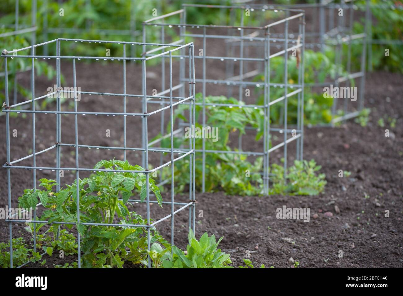 Piante di pomodoro nel giardino vegetale dopo la pioggia gabbie di metallo che sostengono le piante giovani germogliano in cortile sostenibile sano organico giardino domestico suolo Foto Stock