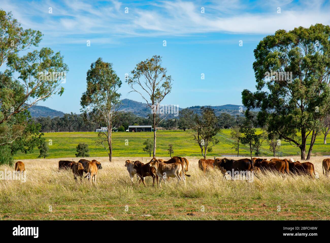 Giovani Brahman Cross e Angus bestiame alimentare su erba invernale, NSW Australia. Foto Stock