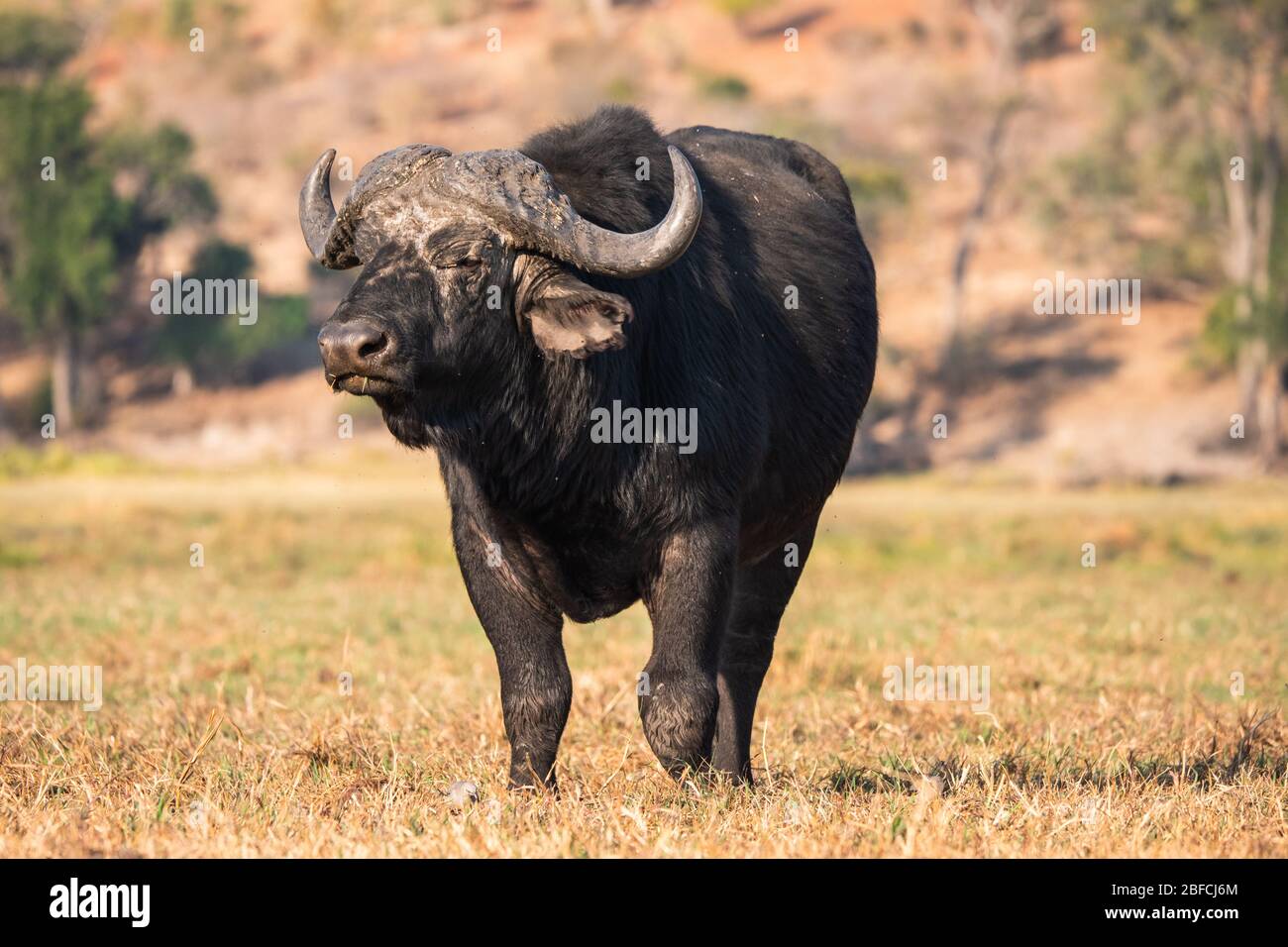 Black Big, potente e minaccioso Male Cape Buffalo Bull in piedi nel Chobe National Park, Botswana, Africa Foto Stock