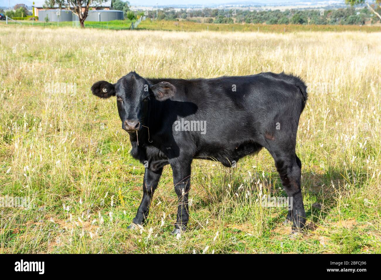 Un giovane toro di Angus nel pascolo. Nord NSW. Foto Stock